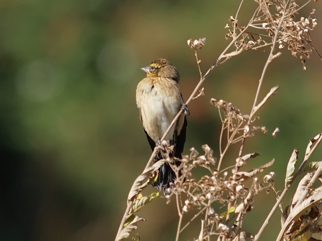Red-cowled Widowbird - ML640278738
