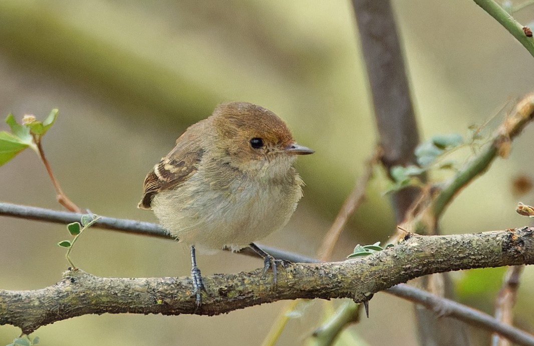 Fulvous-faced Scrub-Tyrant - ML640278759