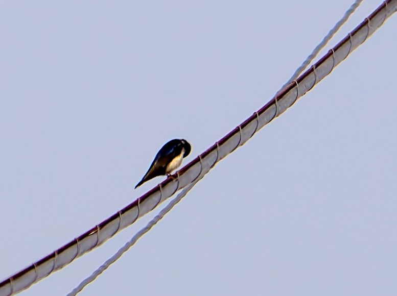 Blue-and-white Swallow - ML640278845