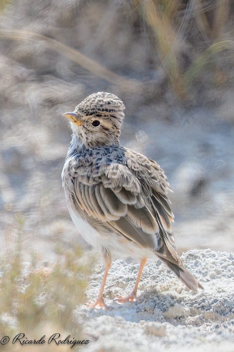 Mediterranean Short-toed Lark - ML640278861