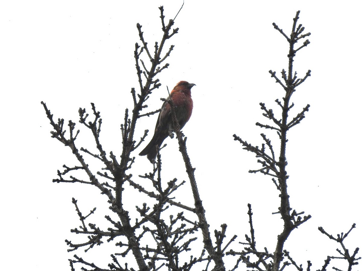 Bindenkreuzschnabel - ML640278866