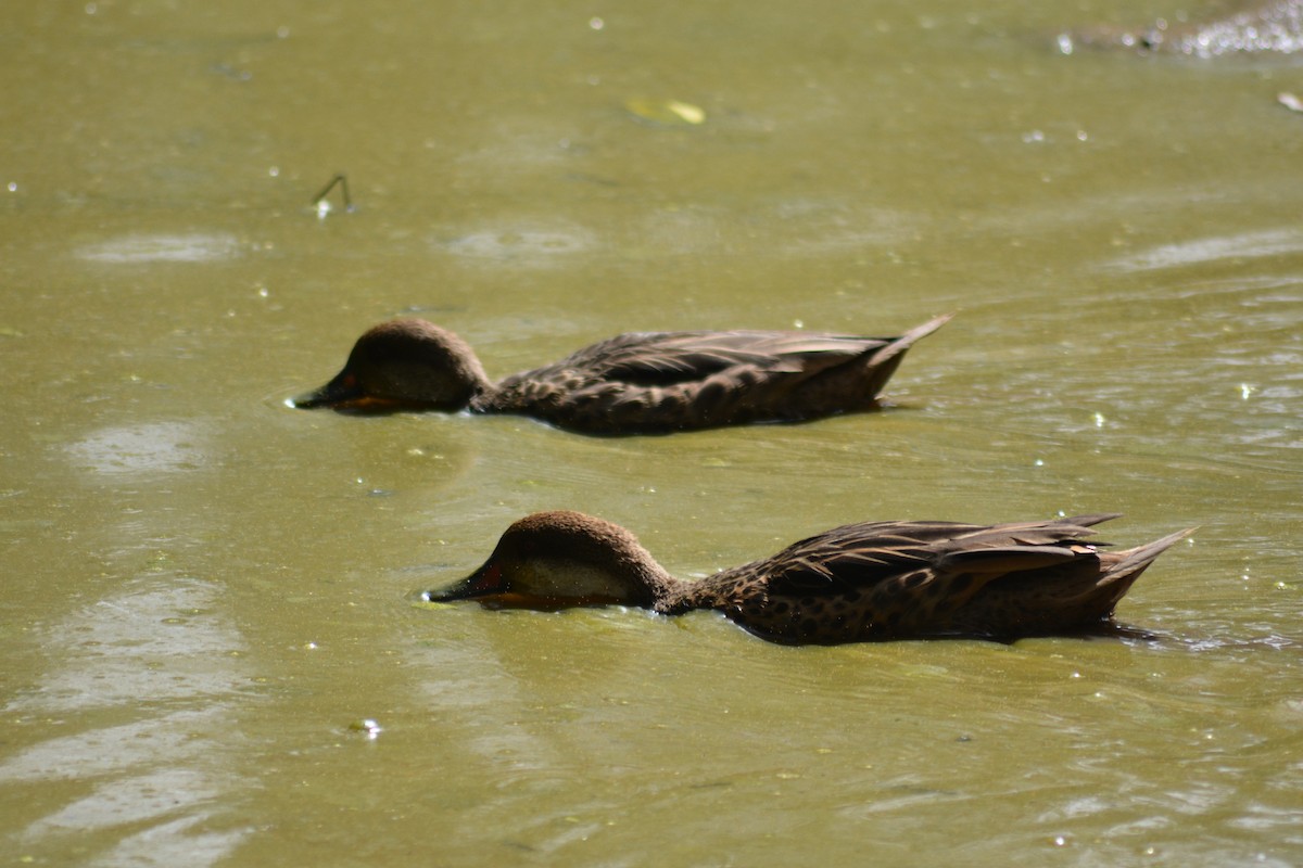 White-cheeked Pintail - ML640278917