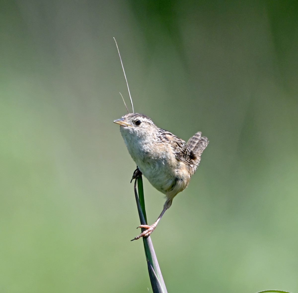Sedge Wren - ML640279044