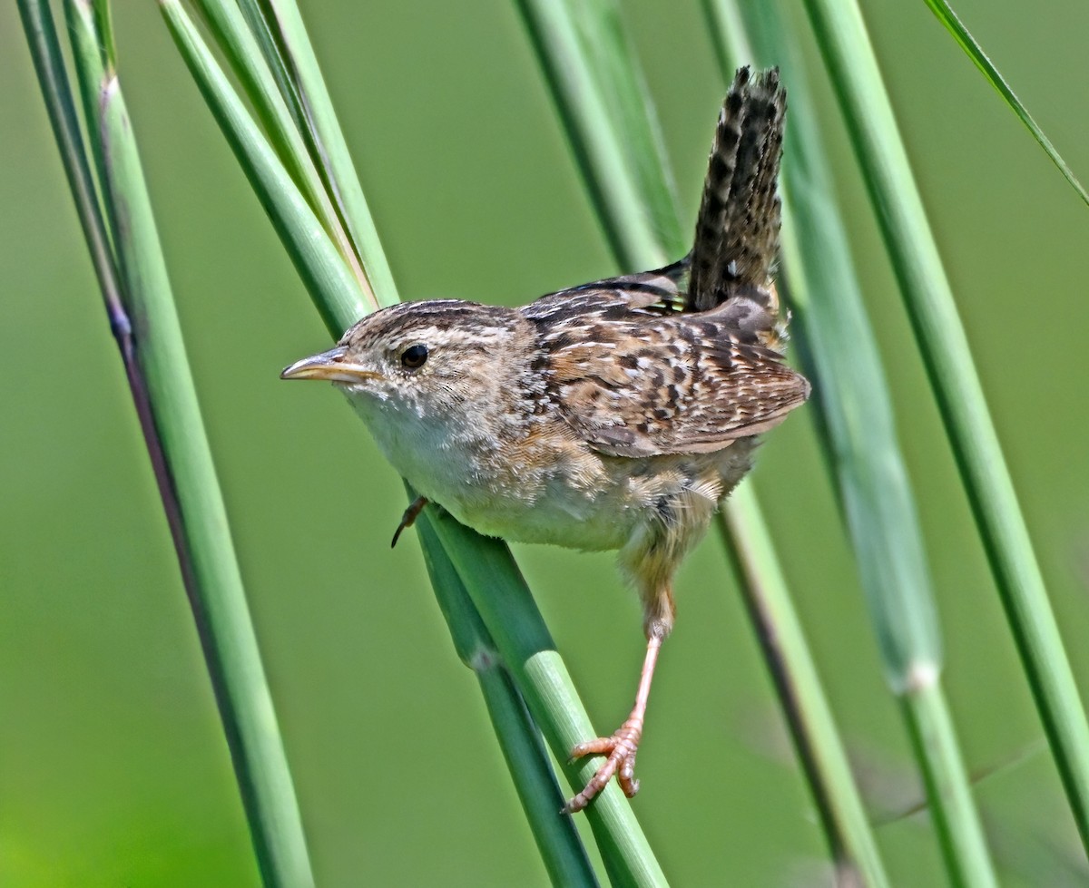 Sedge Wren - ML640279045