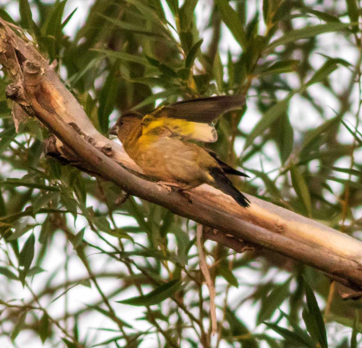 Evening Grosbeak - ML640279061