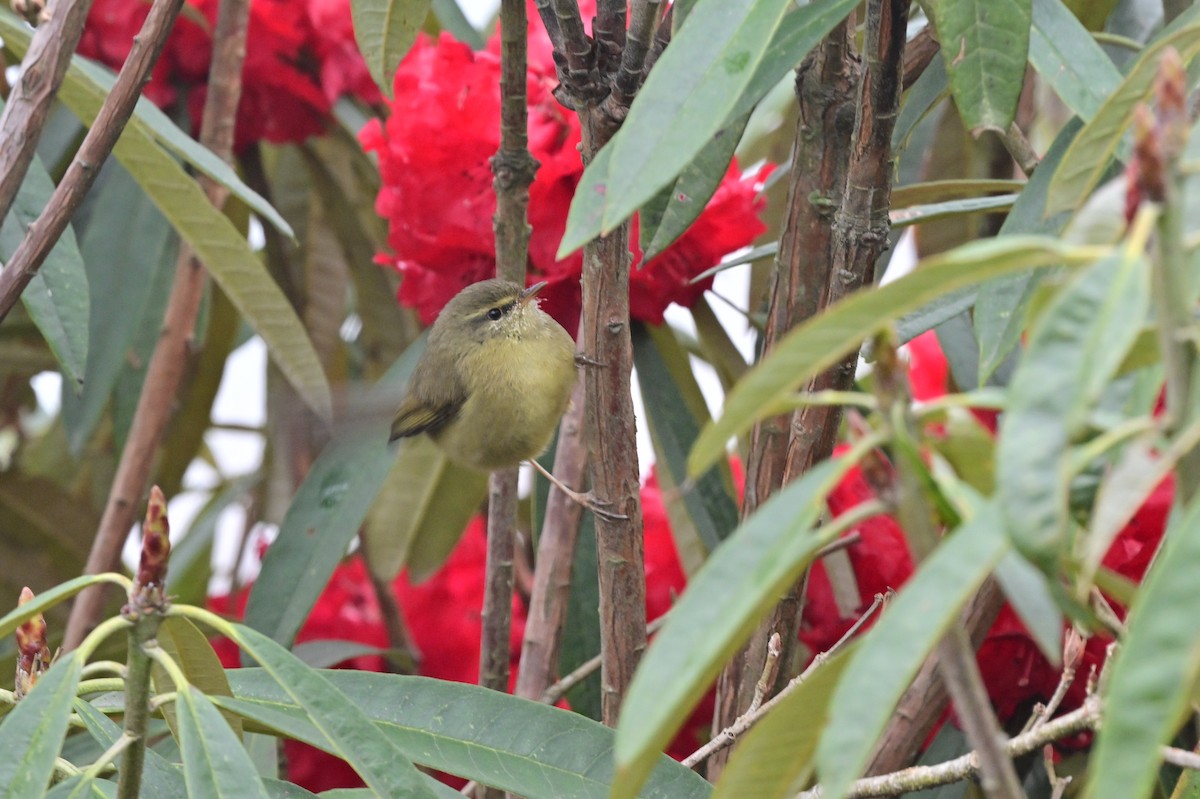 Aberrant Bush Warbler - ML640279117