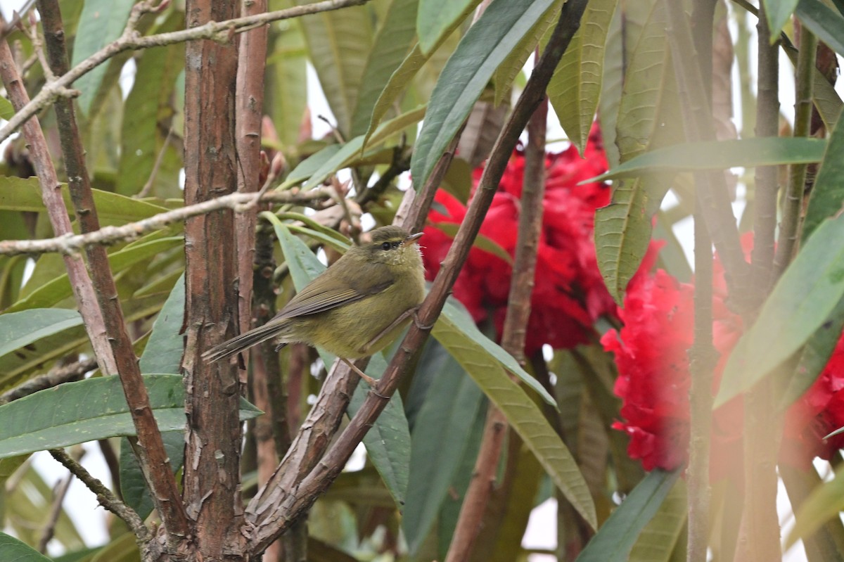 Aberrant Bush Warbler - ML640279118