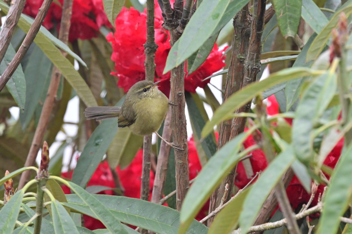 Aberrant Bush Warbler - ML640279119