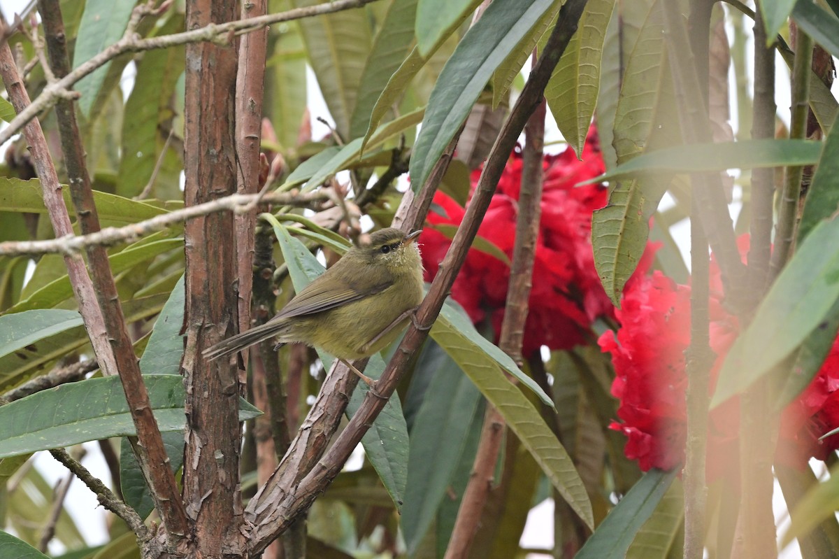 Aberrant Bush Warbler - ML640279121