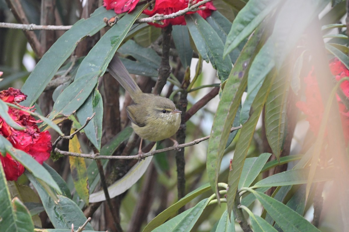 Aberrant Bush Warbler - ML640279123