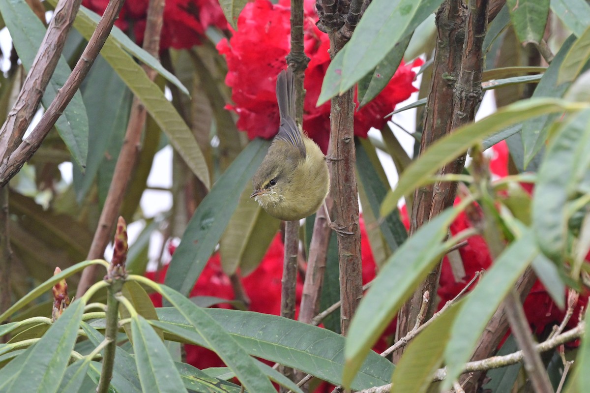 Aberrant Bush Warbler - ML640279124