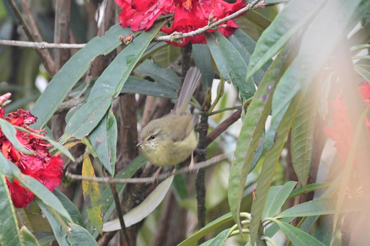 Aberrant Bush Warbler - ML640279125