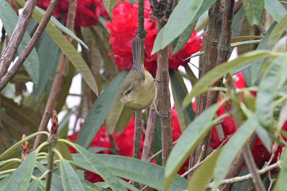 Aberrant Bush Warbler - ML640279126