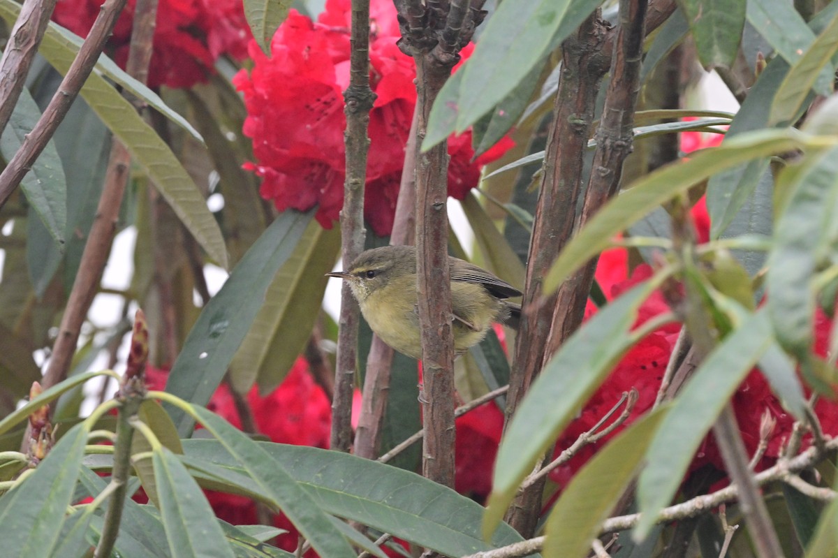 Aberrant Bush Warbler - ML640279130