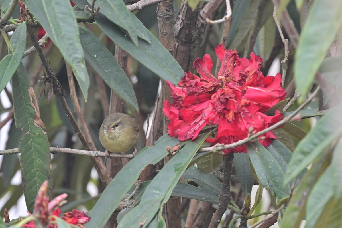 Aberrant Bush Warbler - ML640279131