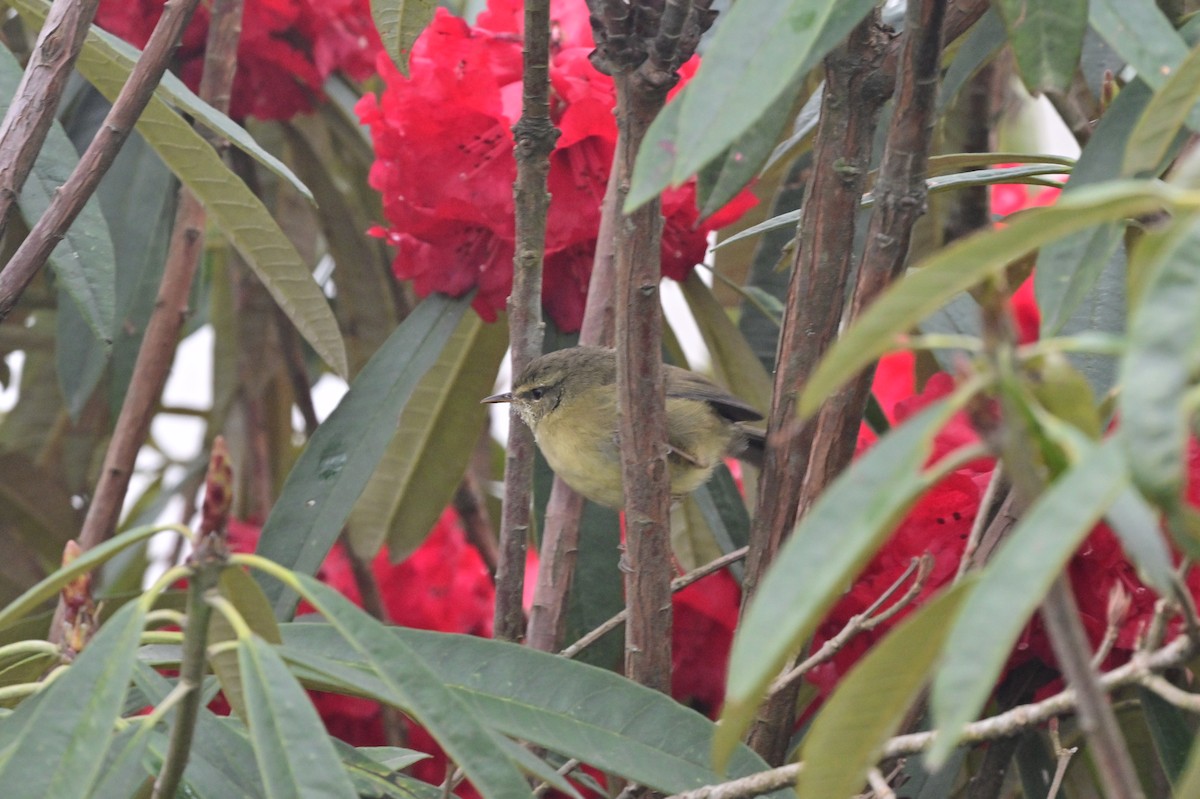 Aberrant Bush Warbler - ML640279132