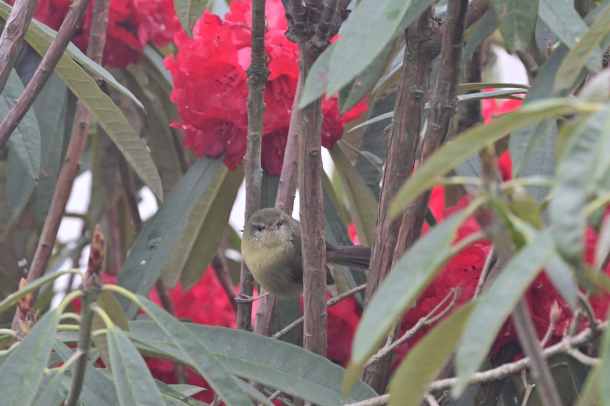 Aberrant Bush Warbler - ML640279133