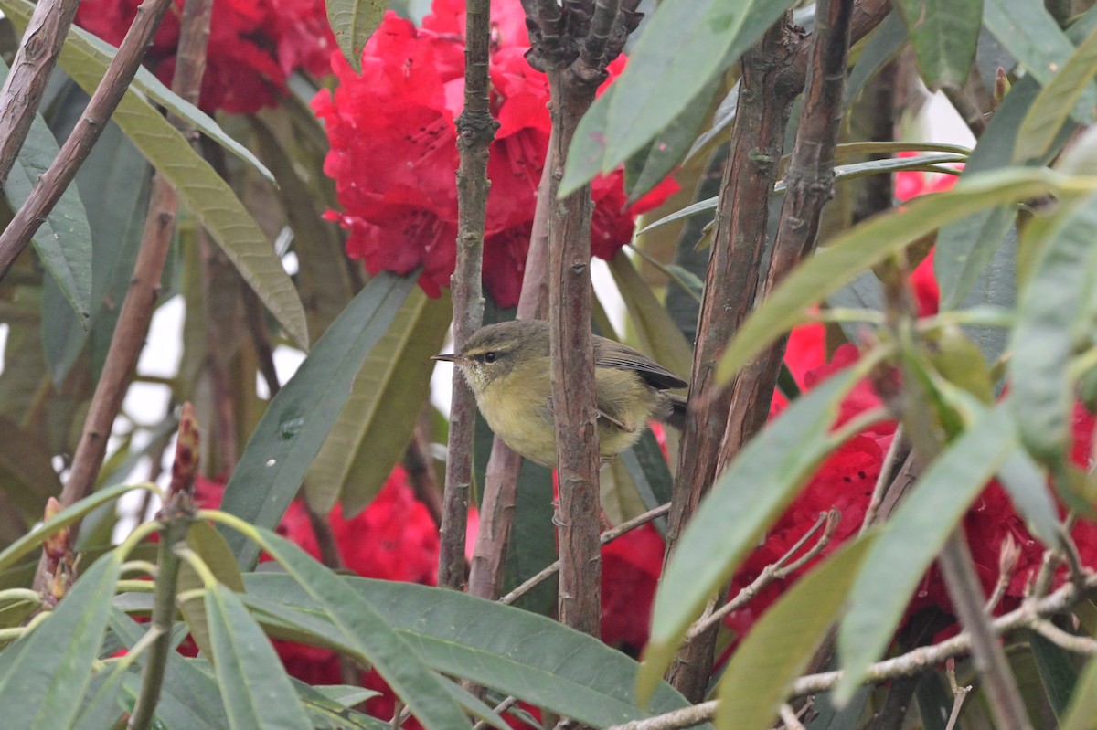 Aberrant Bush Warbler - ML640279134