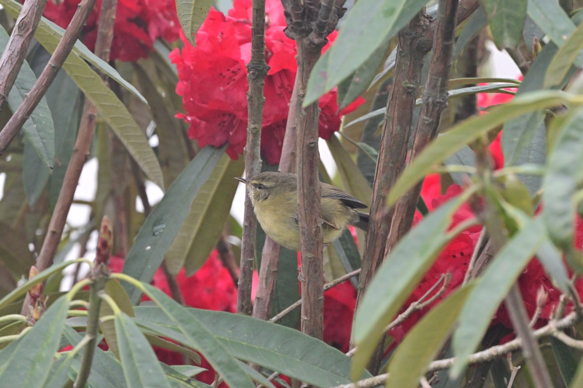 Aberrant Bush Warbler - ML640279136