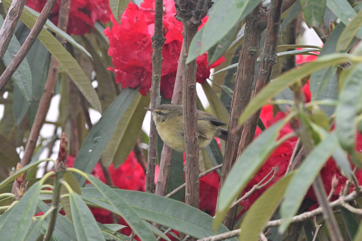 Aberrant Bush Warbler - ML640279138