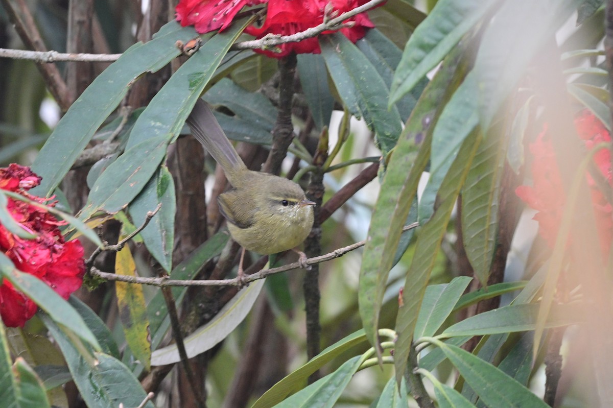 Aberrant Bush Warbler - ML640279139