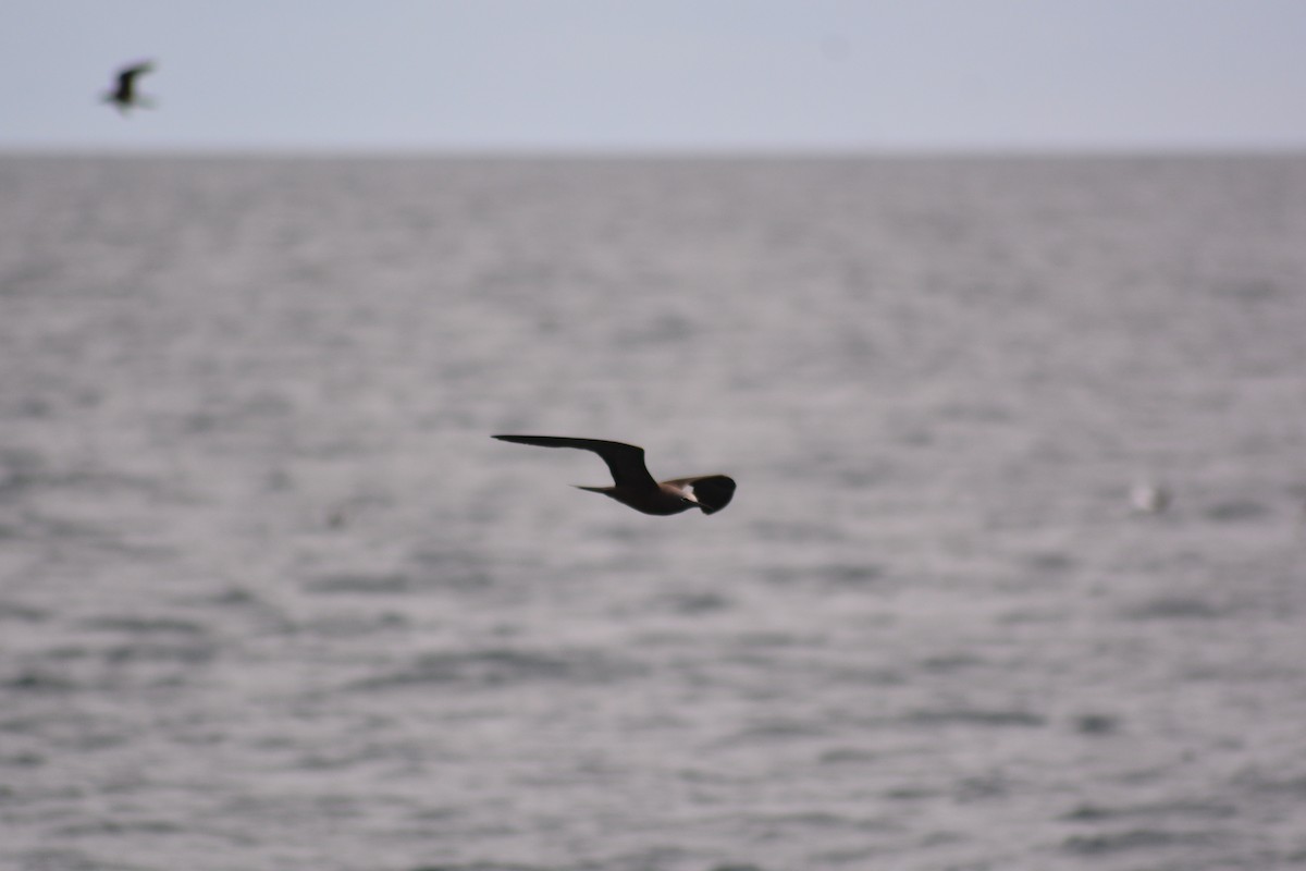 Brown Noddy - ML640279149