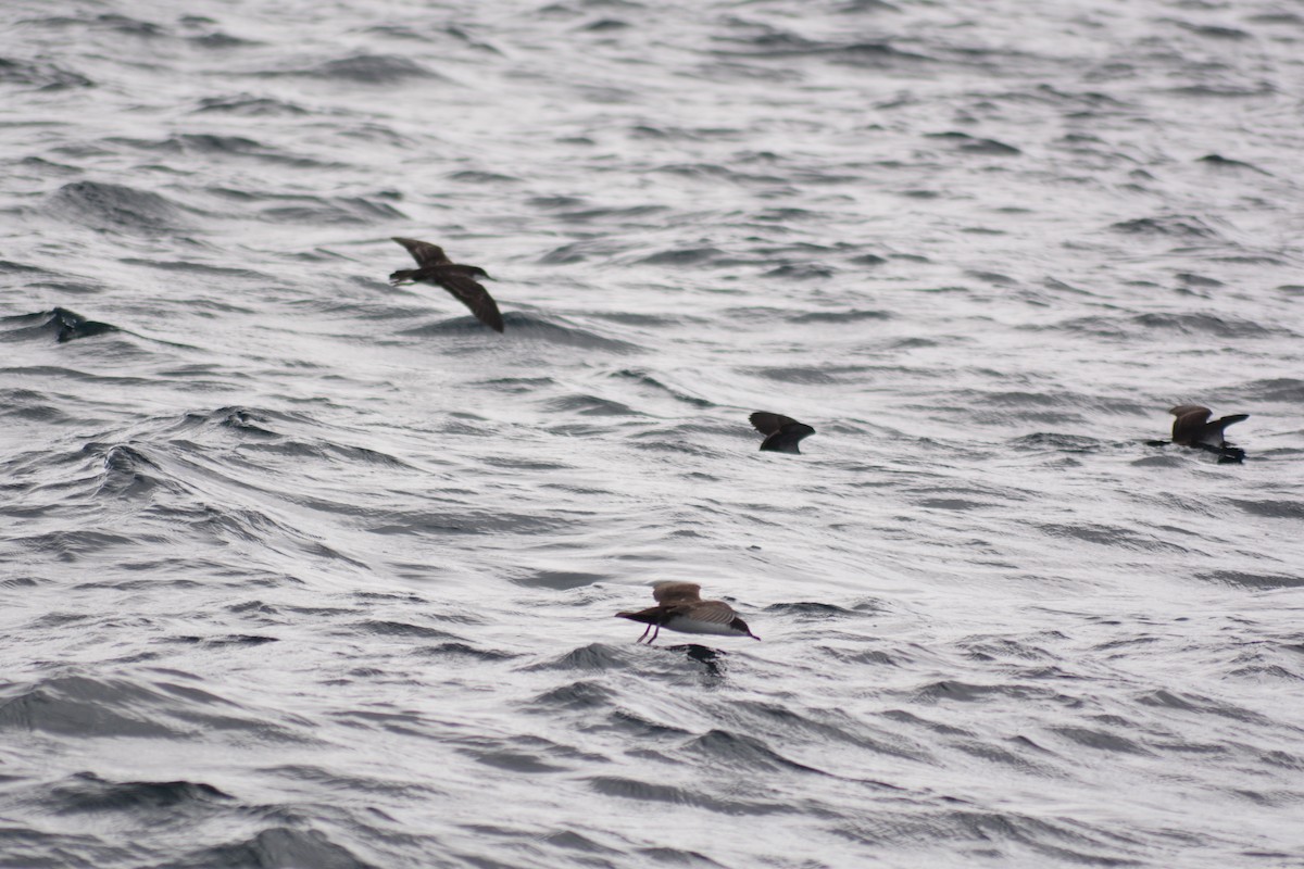 Galapagos Shearwater - ML640279160