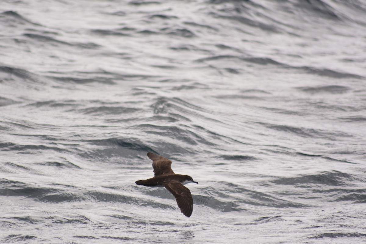 Galapagos Shearwater - ML640279161