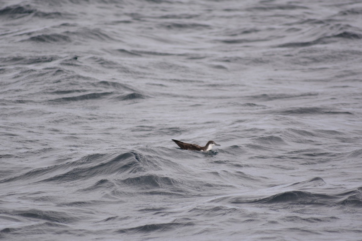Galapagos Shearwater - ML640279162