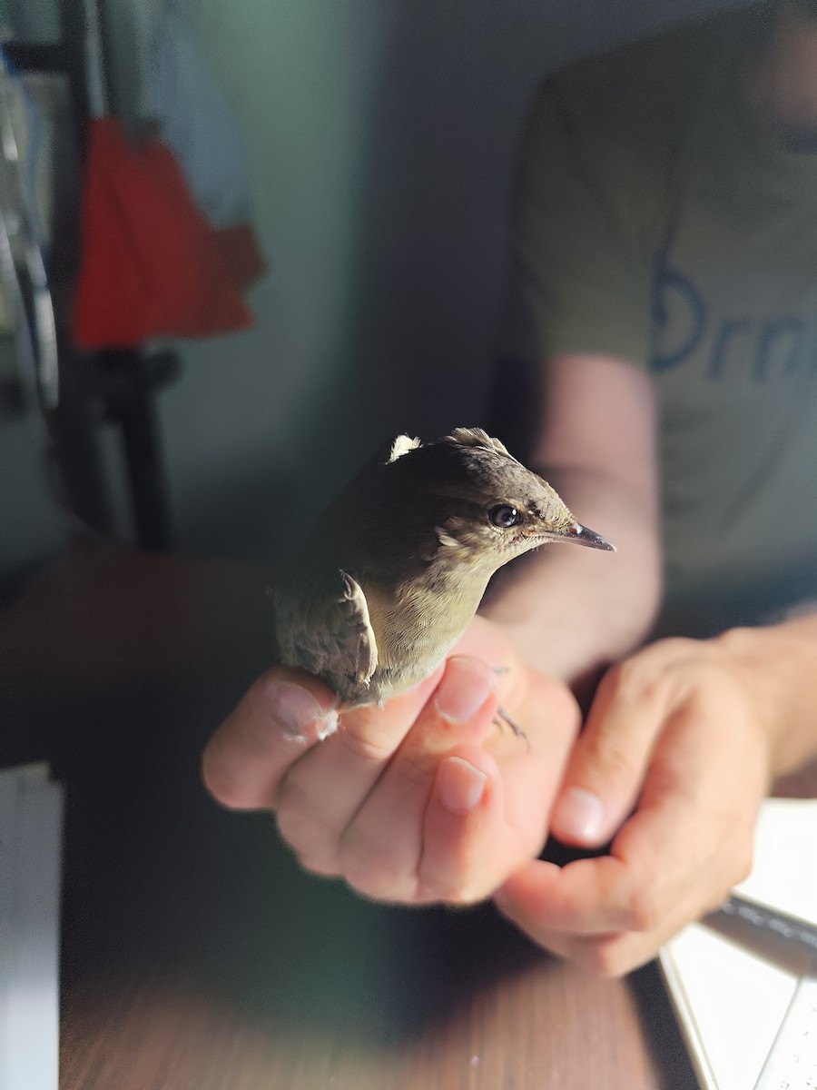 Thrush Nightingale - ML640279193