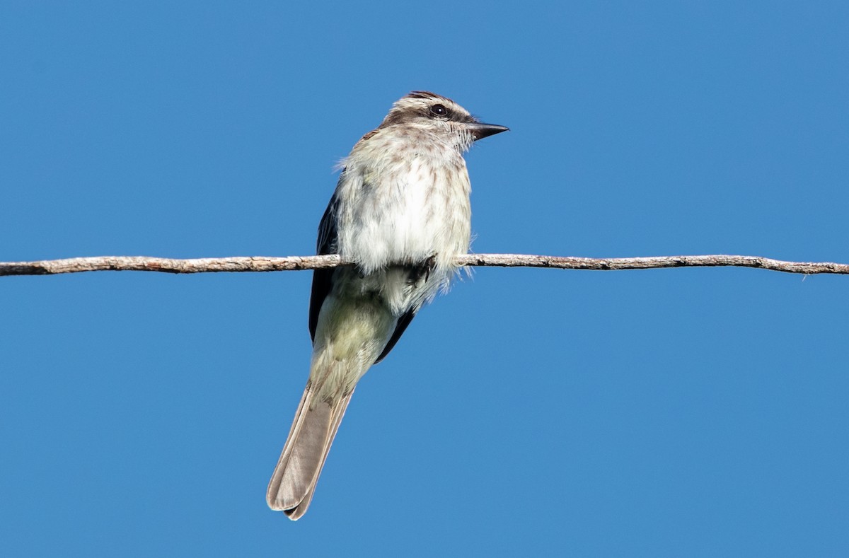 Variegated Flycatcher - ML640279202