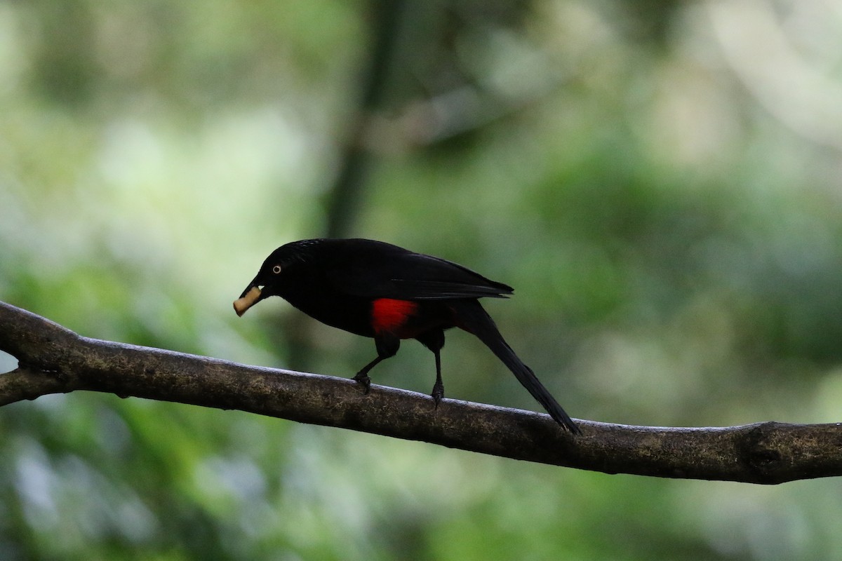 Red-bellied Grackle - ML640279203