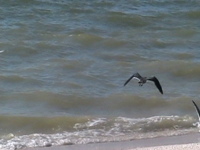 Gray Gull - ML640279211