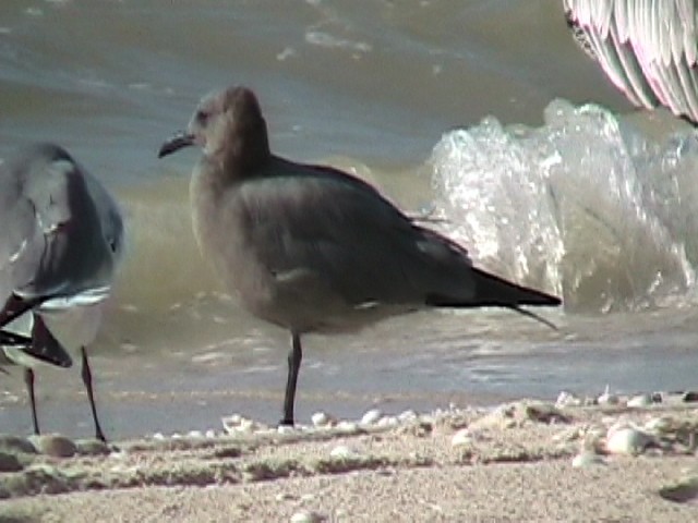 Gray Gull - ML640279212