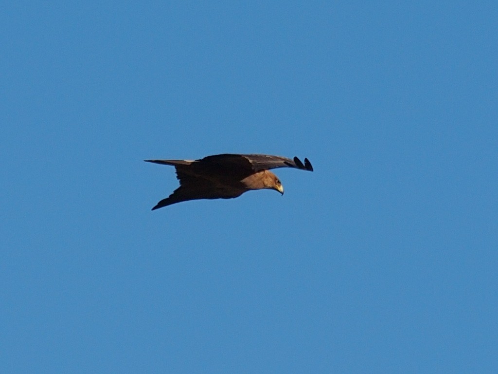 Tawny Eagle - ML640279213