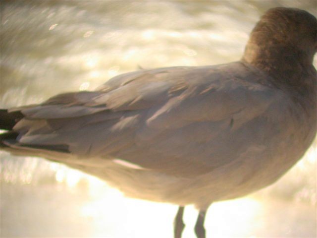 Gray Gull - ML640279219