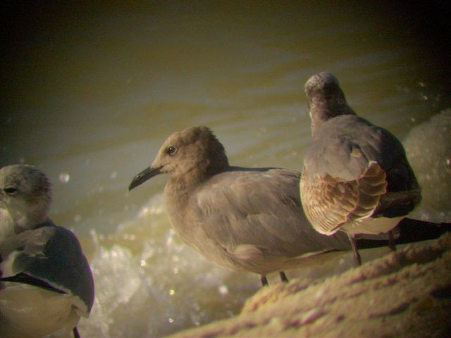 Gray Gull - ML640279221