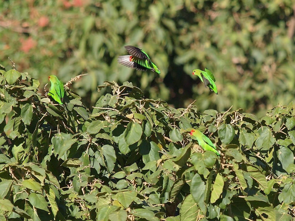Black-winged Lovebird - ML640279224