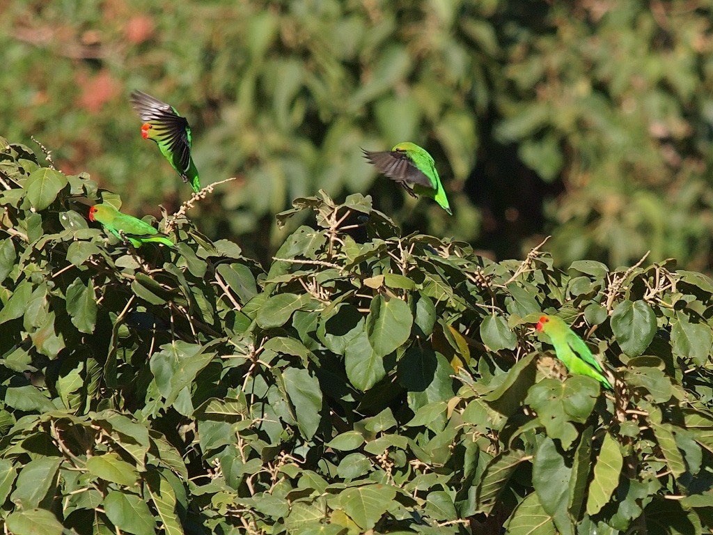 Black-winged Lovebird - ML640279225