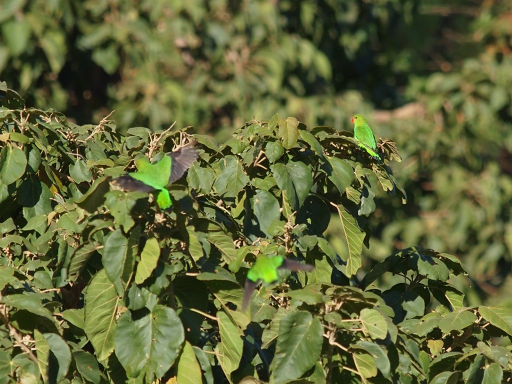 Black-winged Lovebird - ML640279226