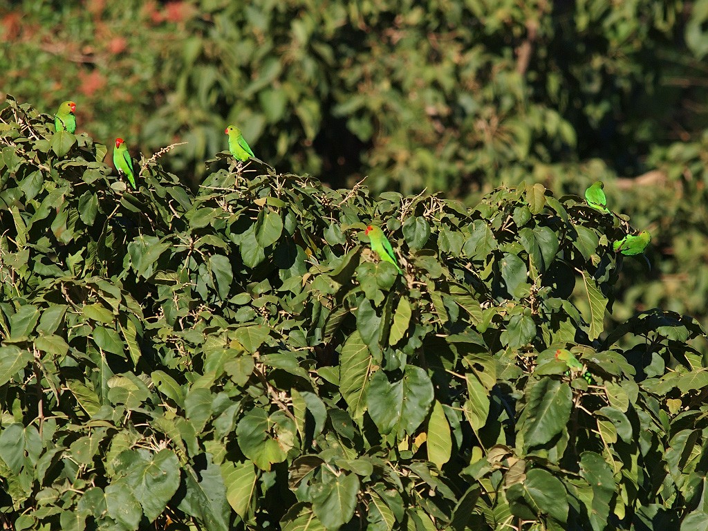 Black-winged Lovebird - ML640279227
