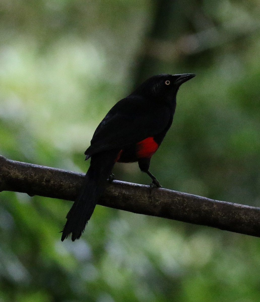 Red-bellied Grackle - ML640279243