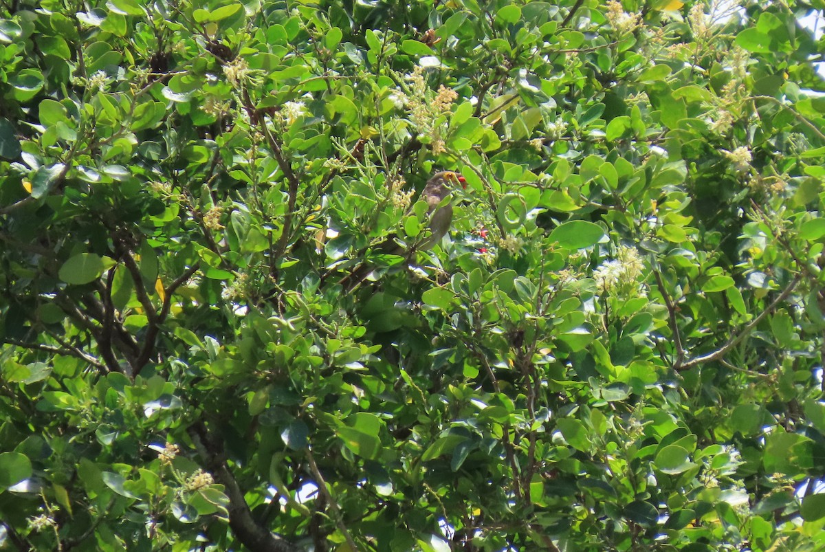 Spectacled Thrush - ML640279257