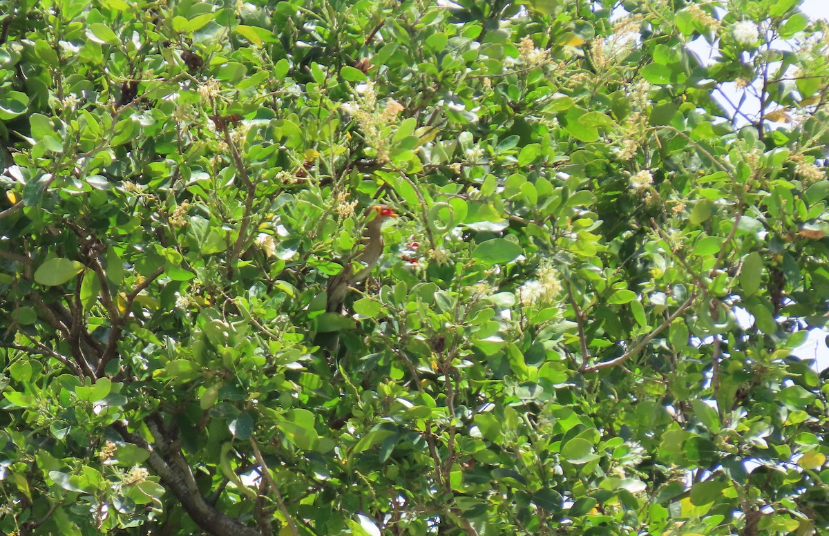 Spectacled Thrush - ML640279258