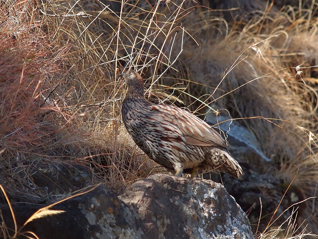 Francolin d'Erckel - ML640279263