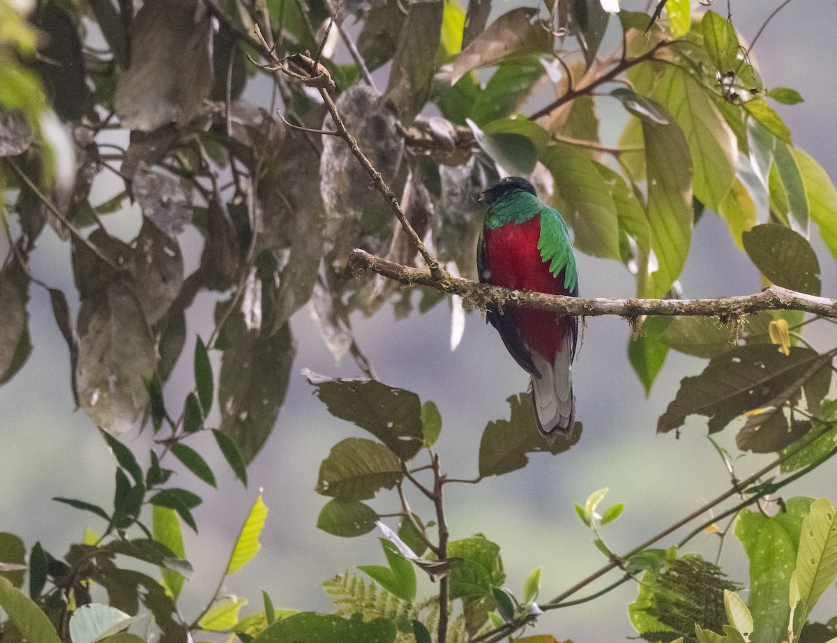 Crested Quetzal - ML640279272
