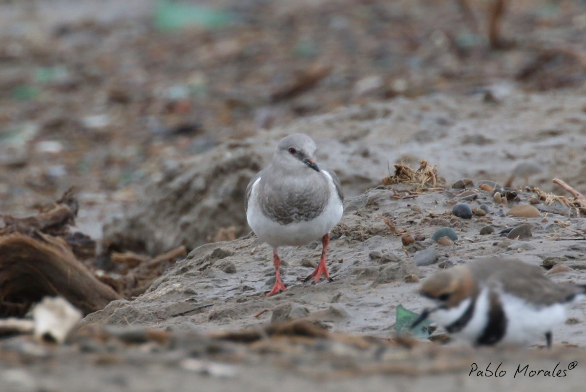 Magellanic Plover - ML640279299