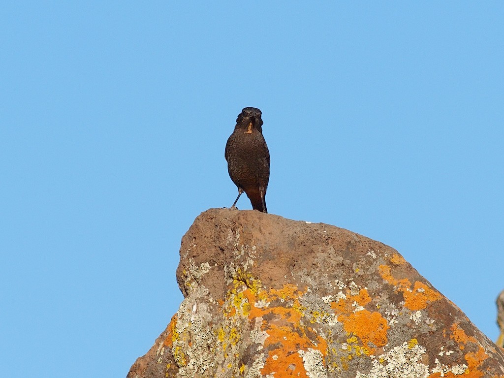 White-winged Cliff-Chat - ML640279356