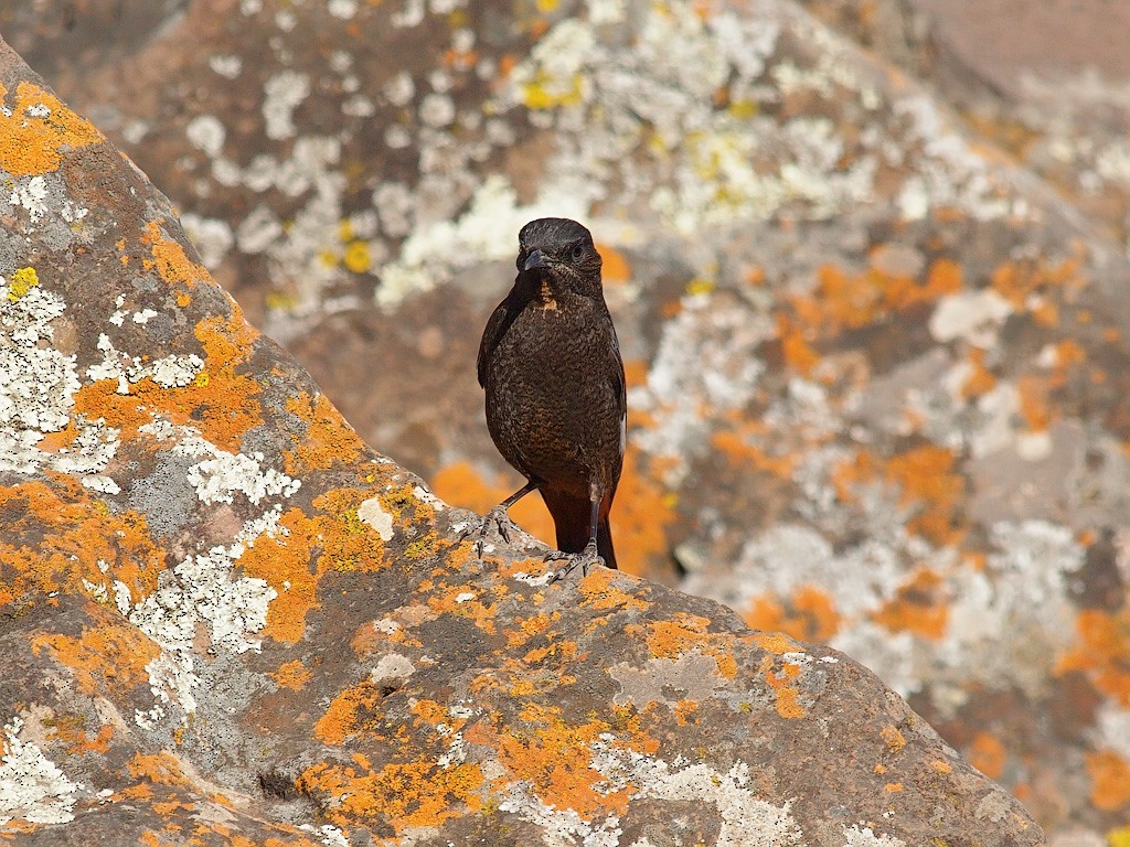 White-winged Cliff-Chat - ML640279358