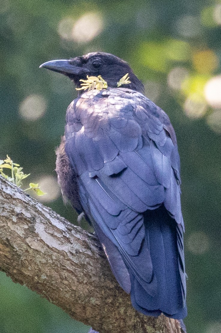 American Crow - ML640279363